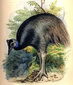 Dwarf cassowary