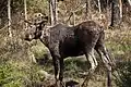 Eastern moose (A. alces americanus or A. americanus americanus)