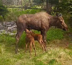 (Newborn) Calves nursing in spring