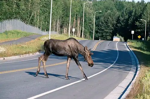 Moose (A. a. gigas) crossing a road in Alaska