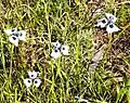Plants photographed in the grounds of the South African Astronomical Observatory