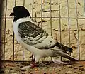 Moravian Strasser