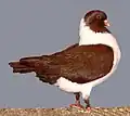 Red Moravian Strasser