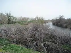 A river with plants on either side