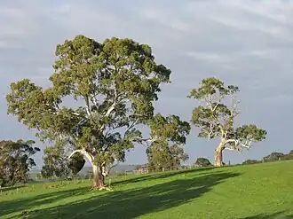 Gums in the locality of Macclesfield