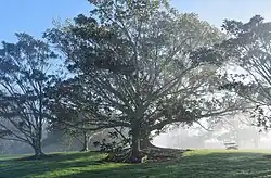 Moreton Bay fig tree in a public park in Sunnyhills on a foggy morning