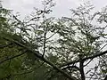 Moringa concanensis (Ghat moringa)