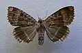 Black underwing Mormo maura Hadeninae
