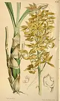 Mormodes cartoni, one of the species likely pollinated by E. mixta.