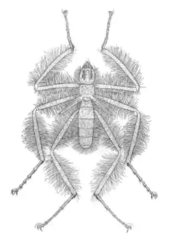 A drawing of male specimen
