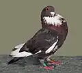 Moroncelo