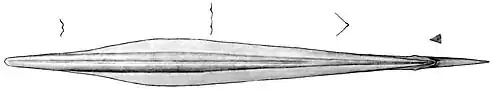 Gladius with cross-sections