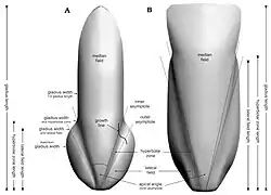 Morphology, terminology and measurements of a vampyropod gladius. A. Trachyteuthis. B. Loligosepia
