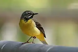 Grey wagtail, Logroño, Spain