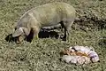 Pig