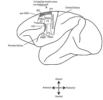 Schematic map of macaque frontal cortex showing PMd and PMv subdivisions (rostral and caudal), SMA, pre‑SMA, SEF and FEF.