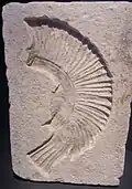 Mould for helmet crests