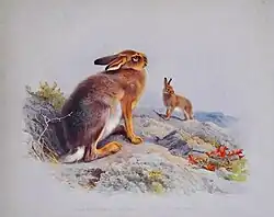Drawing of two hares