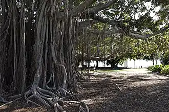 Mowbray Park in East Brisbane
