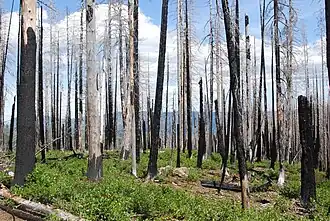 Lodgepole pine after wildfire, Deschutes National Forest