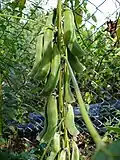 Mature seed pods