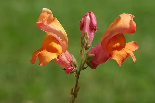 Antirrhinum majus (snapdragons)