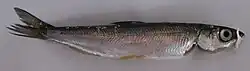 "Ryapushka", a freshwater whitefish of the lake