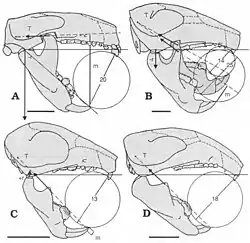 Collection of photos of jaws with teeth