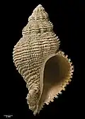 Type specimen