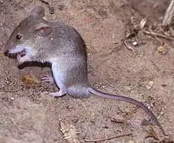 Mus nitidulus