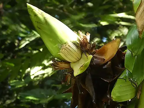 Inflorescence close-up