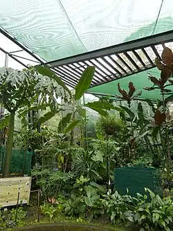 Mature plant flowering at Cairns Botanic Gardens