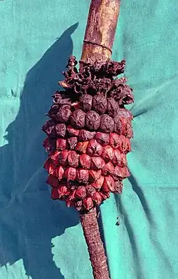 Ripe fruit