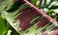 Closeup of a strongly patterned leaf