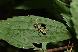 Green female Muscimantis montana in Galway's Land National Park