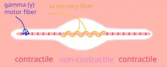 Muscle spindle