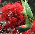 Feeding on a flowering gum in a park in Cheltenham, Victoria