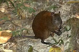 The musky rat-kangaroo is a marsupial species only found in the Wet Tropics ecoregion.