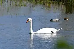 Mute swan, with mallards, Castelló d'Empúries, Catalonia