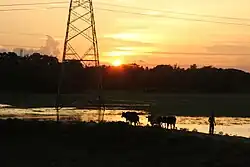 A lake in Shibpur Upazila