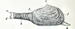 Mya truncata : a) foot b) siphon sheath c) exhalant siphon d) inhalant siphon e) umbones or beaks f) anterior g) posterior end of the shell