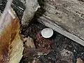 Mycena cyanorrhiza