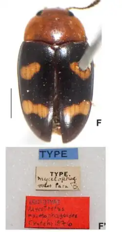 M. m. mycetophagoides