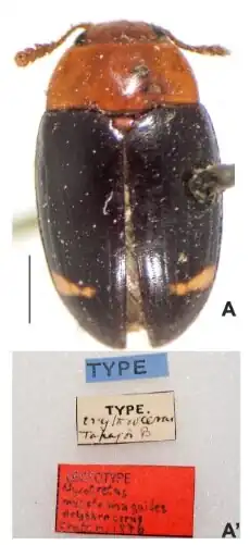 M. m. erythrocerus