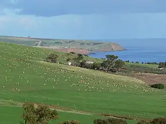 Sheep grazing on the slopes of Black Hill near Myponga Beach