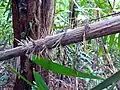 Myrialepis
