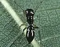 Female M. japonica