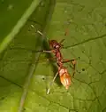 Female M. clavigera