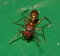 Female M. formosana
