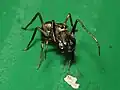 male T. magnus